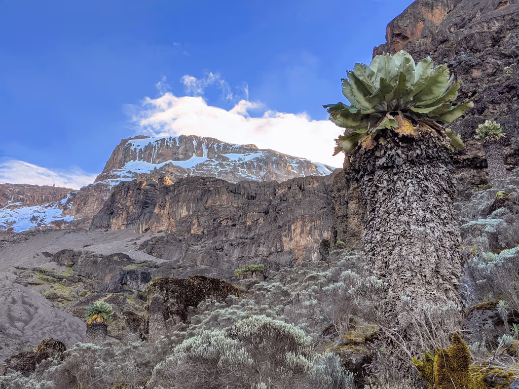 Kilimanjaro Private Tour - flora