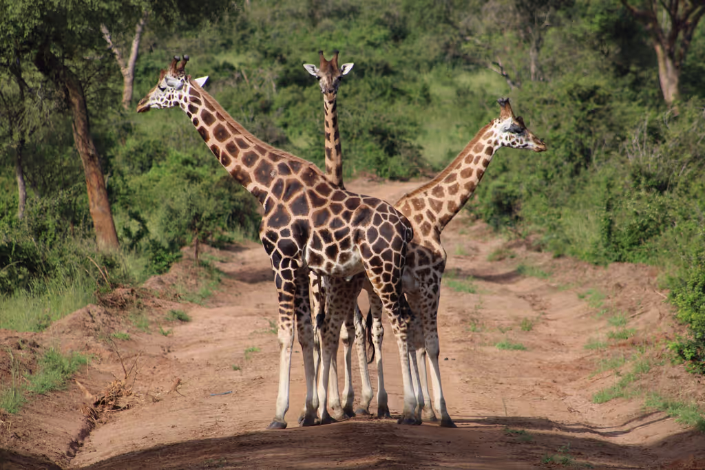 Kampala Private Tour - Sighting giraffes is so amazing