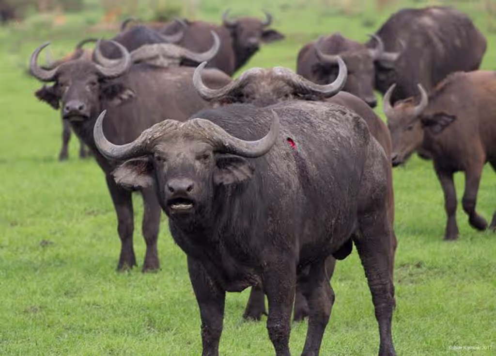 Kampala Private Tour - The big bulls in there territory