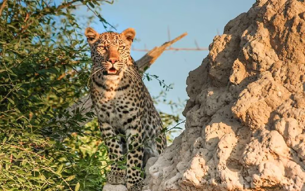 Kampala Private Tour - Leopard on its target