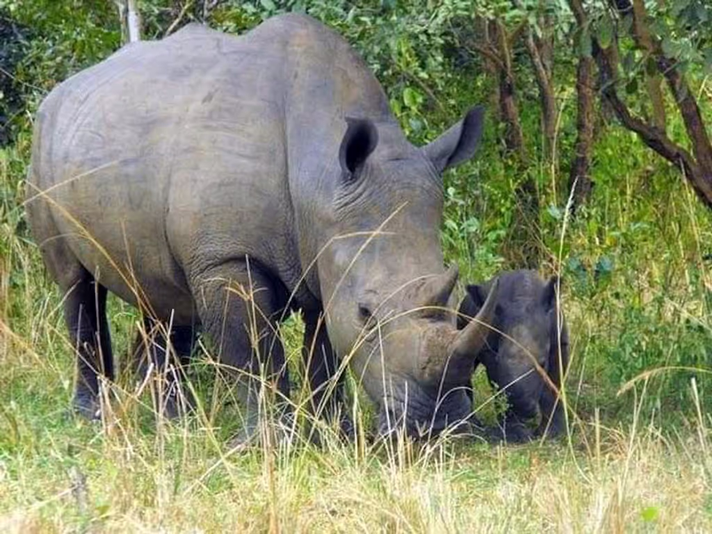 Kampala Private Tour - Visit ziwa for rhinocerous