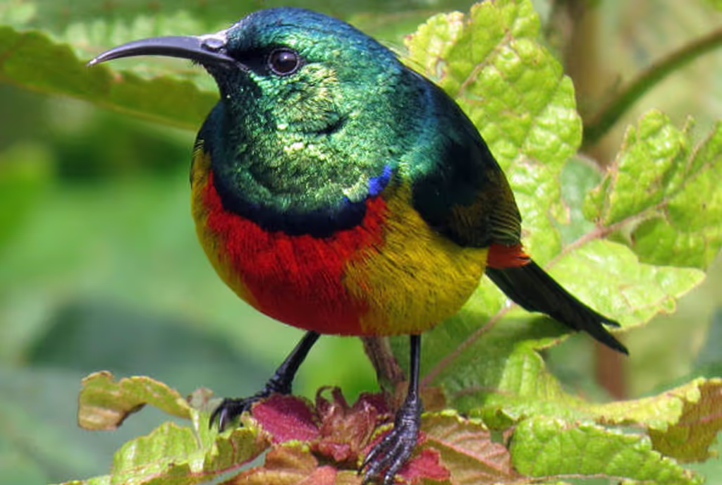 Kampala Private Tour - enjoy seeing the sunbirds with its melodious songs