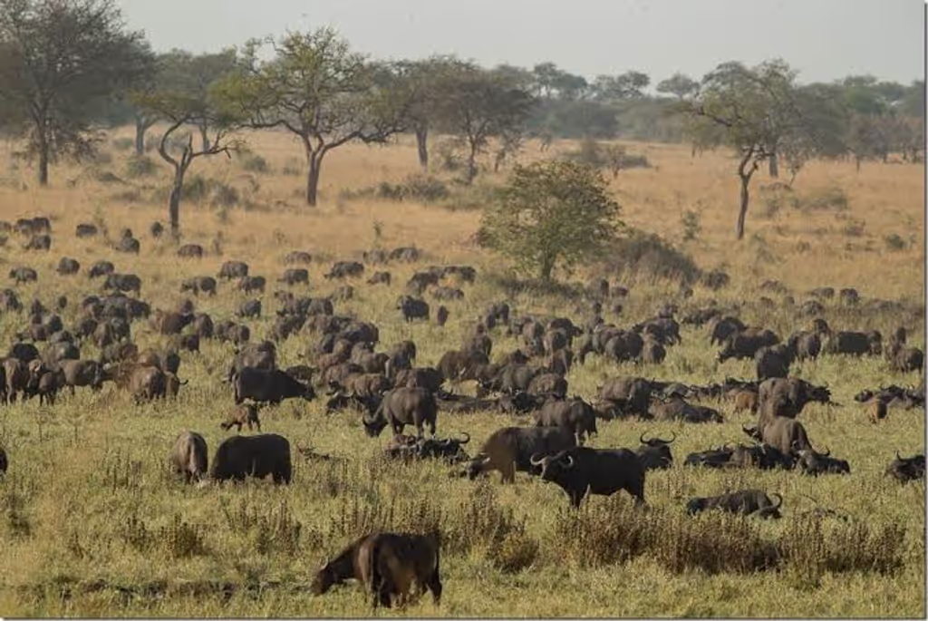 Kampala Private Tour - have a the best game drive looking for wildlife on the African plains