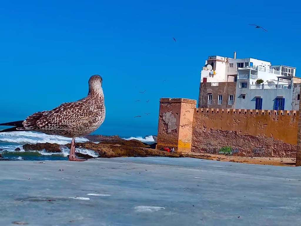 Marrakech Private Tour - 