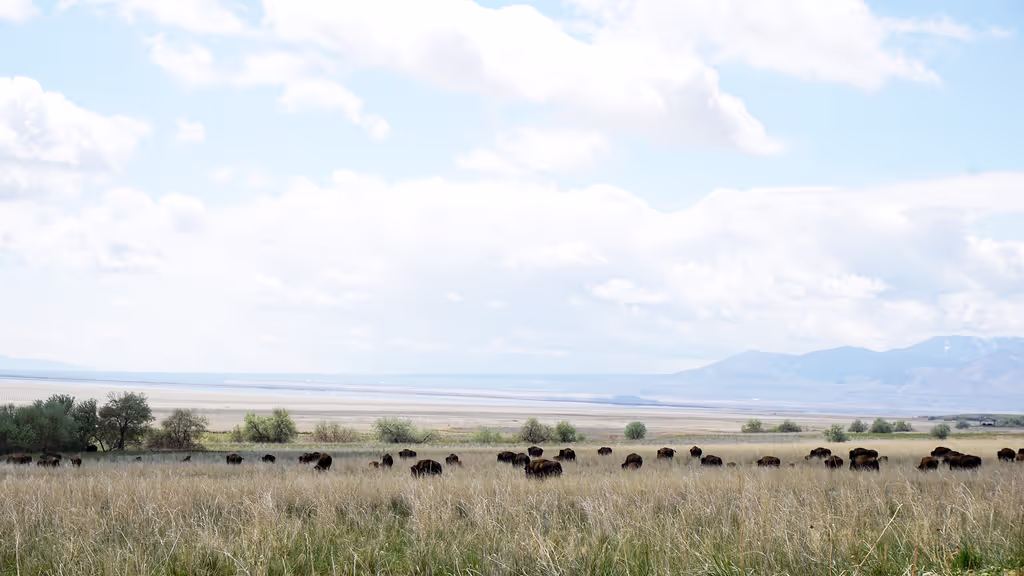 Salt Lake City Private Tour - Antelope Island's herd of bison grazing