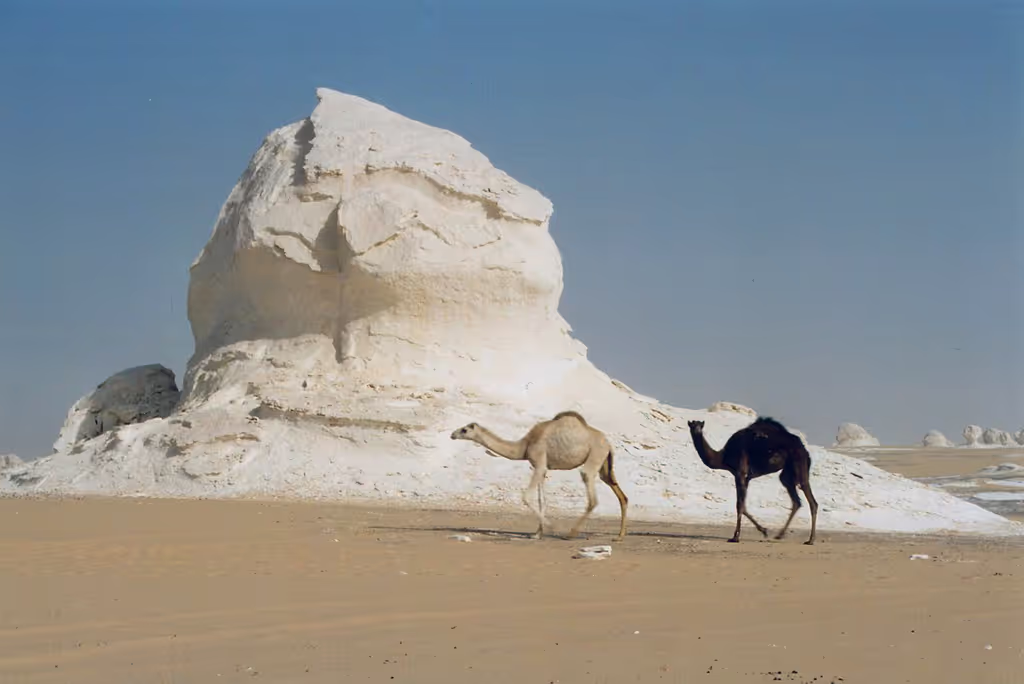 Giza Private Tour - white desert