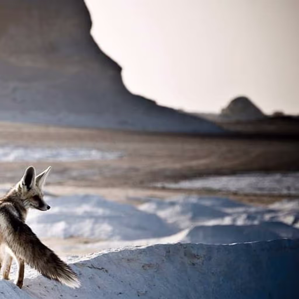 Giza Private Tour - white desert