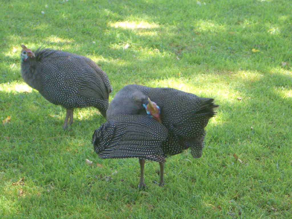 Cape Town Private Tour - Guinea Fowl