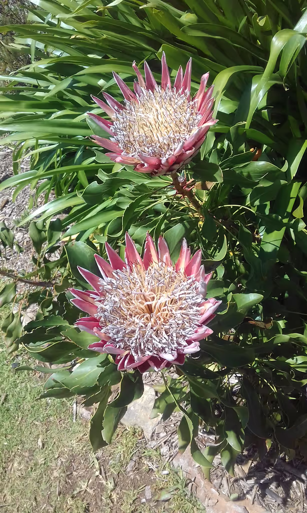 Cape Town Private Tour - King Protea