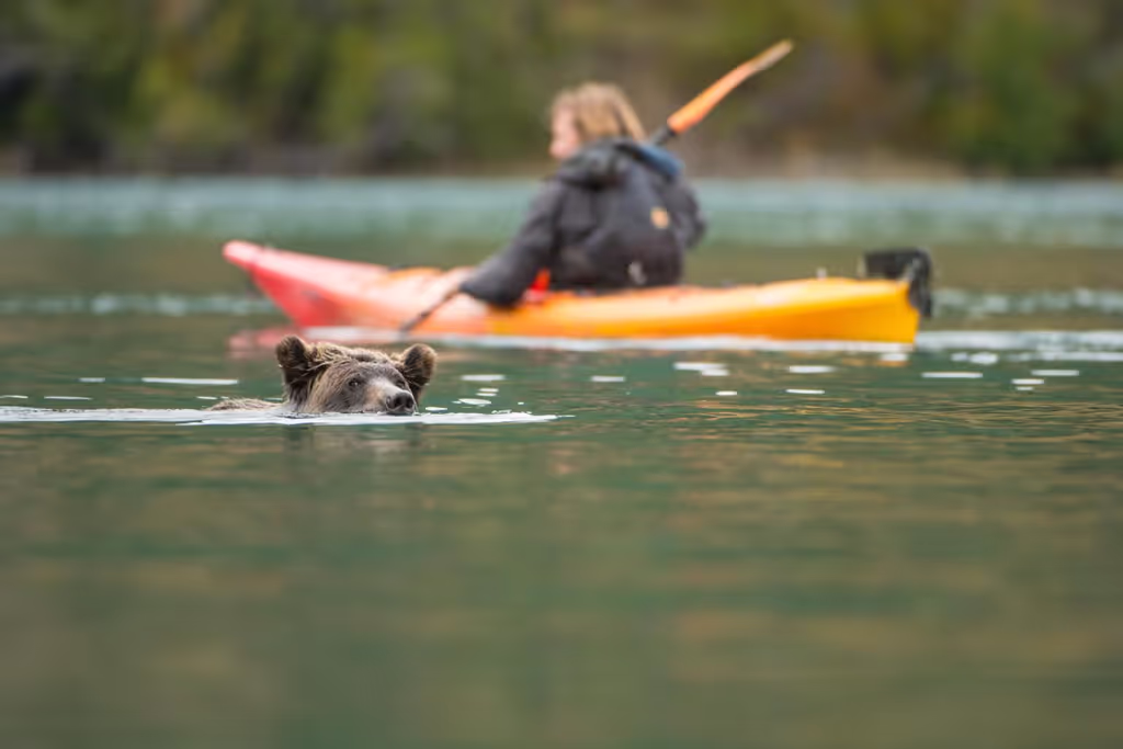 Vancouver Private Tour - Snorkelling bear looking for salmon