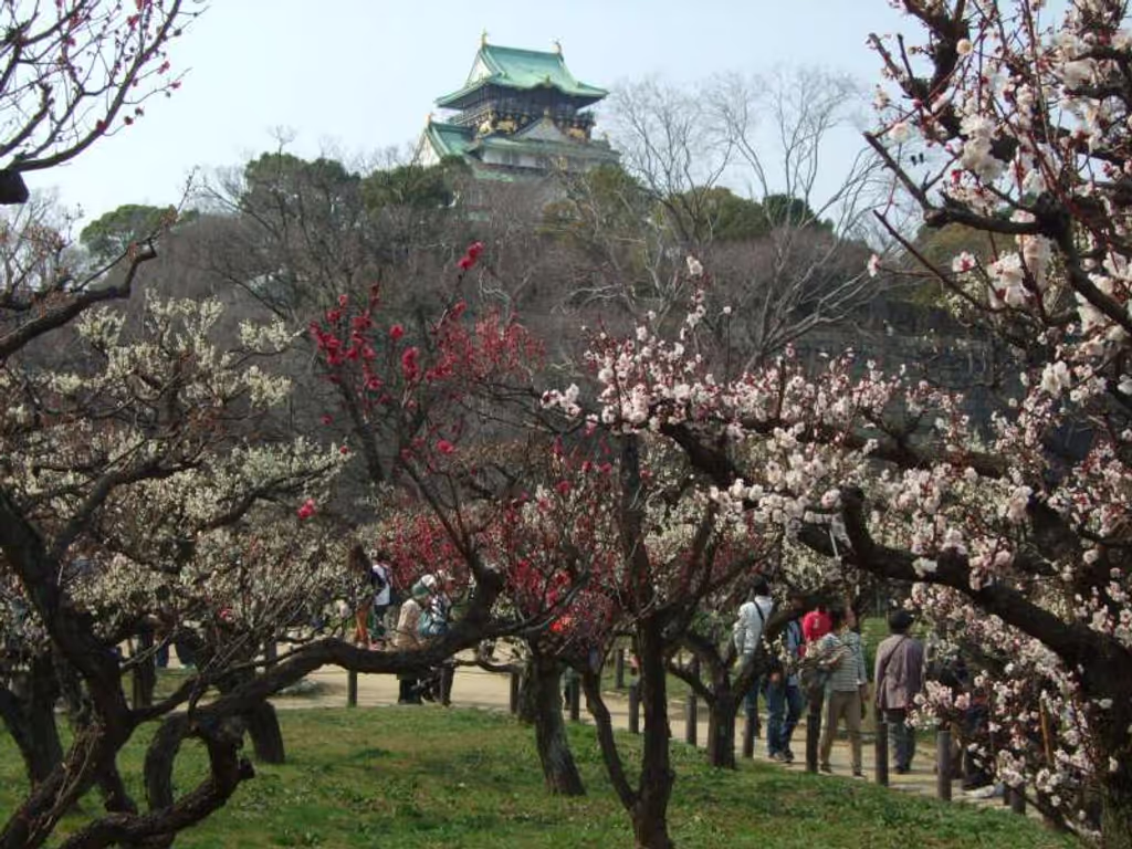 Osaka Private Tour - 大阪城（梅林）。