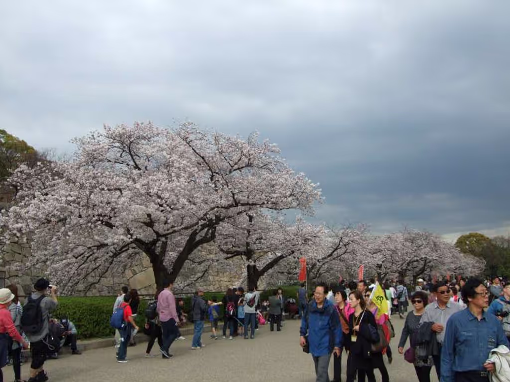 Osaka Private Tour - 大阪城（櫻花）。