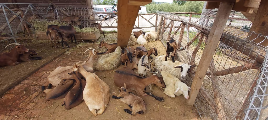 Tirana Private Tour - At the farm