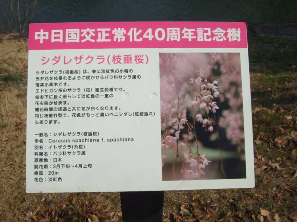 Osaka Private Tour - 大阪城"中日邦交回覆40週年植樹（枝垂櫻花樹）"