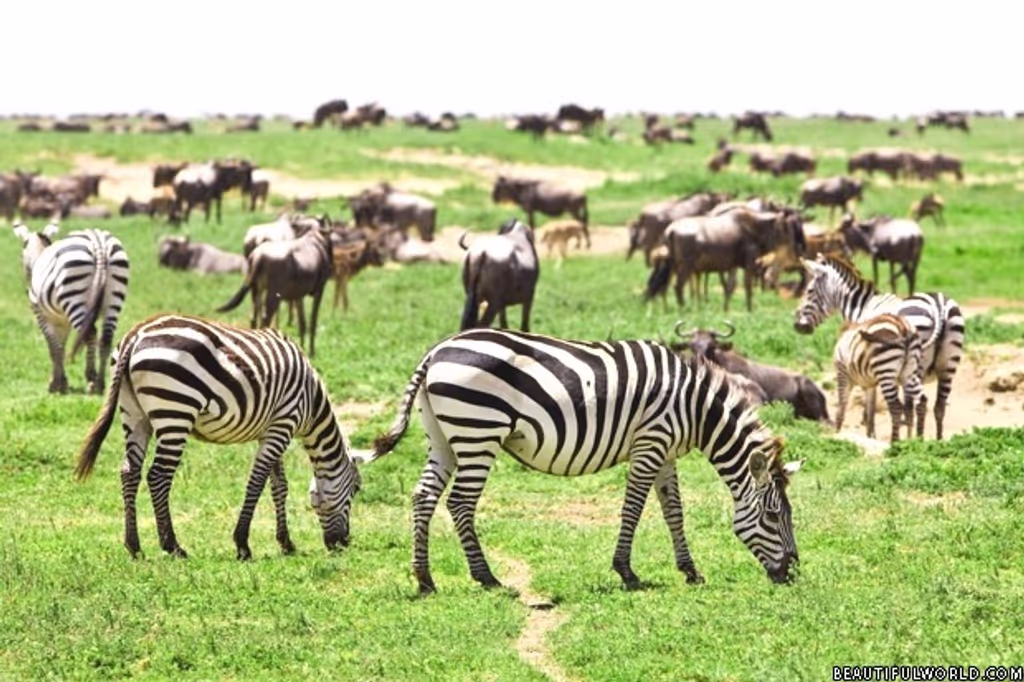 Nairobi Private Tour - Bovines grazing together.