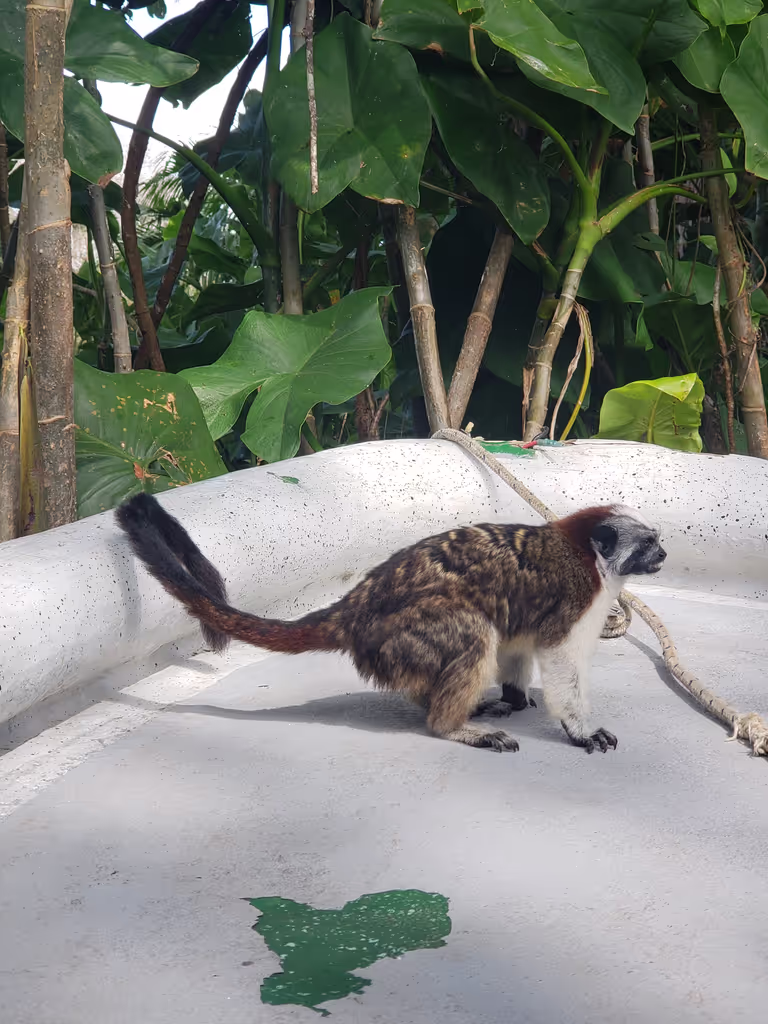 Panama City Private Tour - Cute little monkeys!