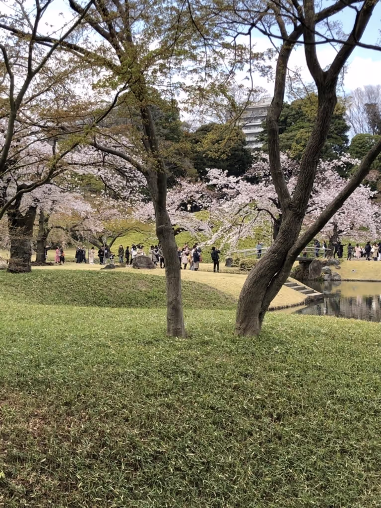 Tokyo Private Tour - Sakura season in Korakuen Gardens