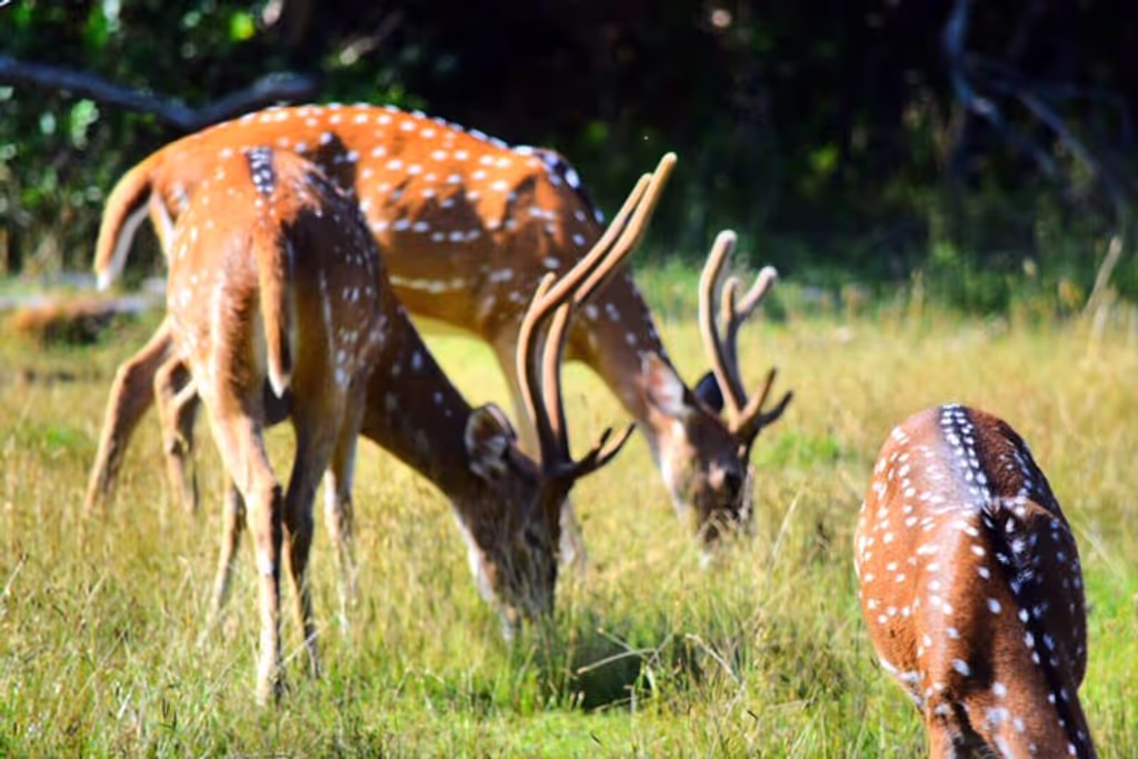 Mirissa Private Tour - spotted Deer