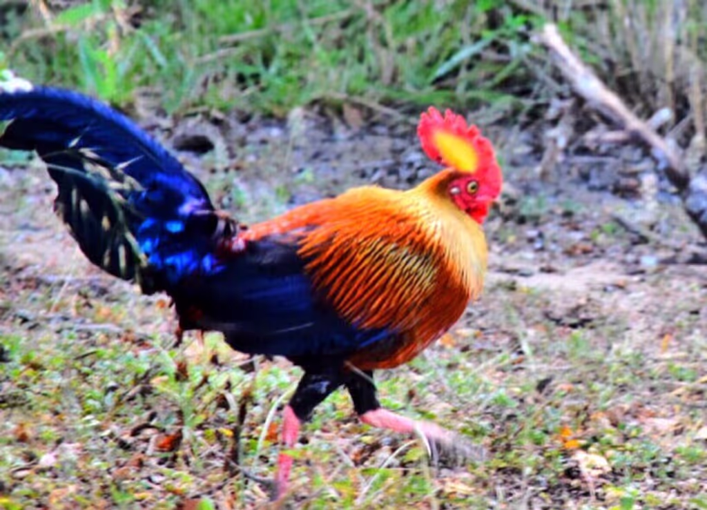Mirissa Private Tour - National Bird of Sri Lanka - Jungle Fowl