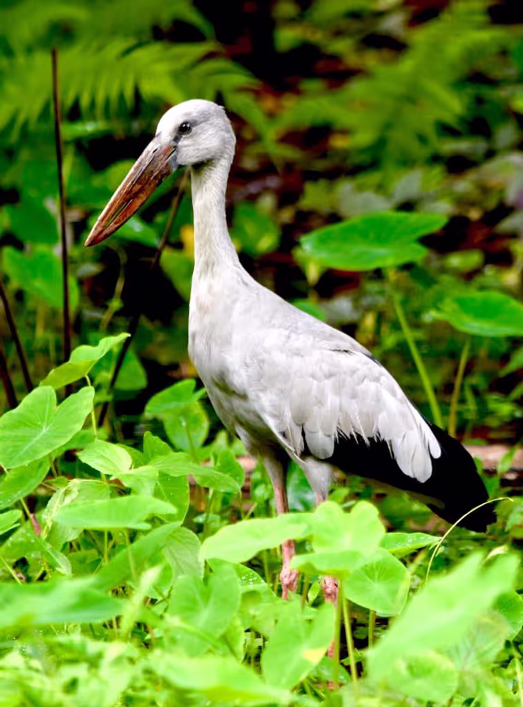 Mirissa Private Tour - Pelican