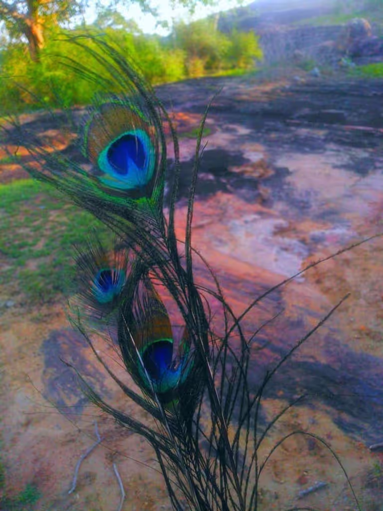Mirissa Private Tour - Peacock