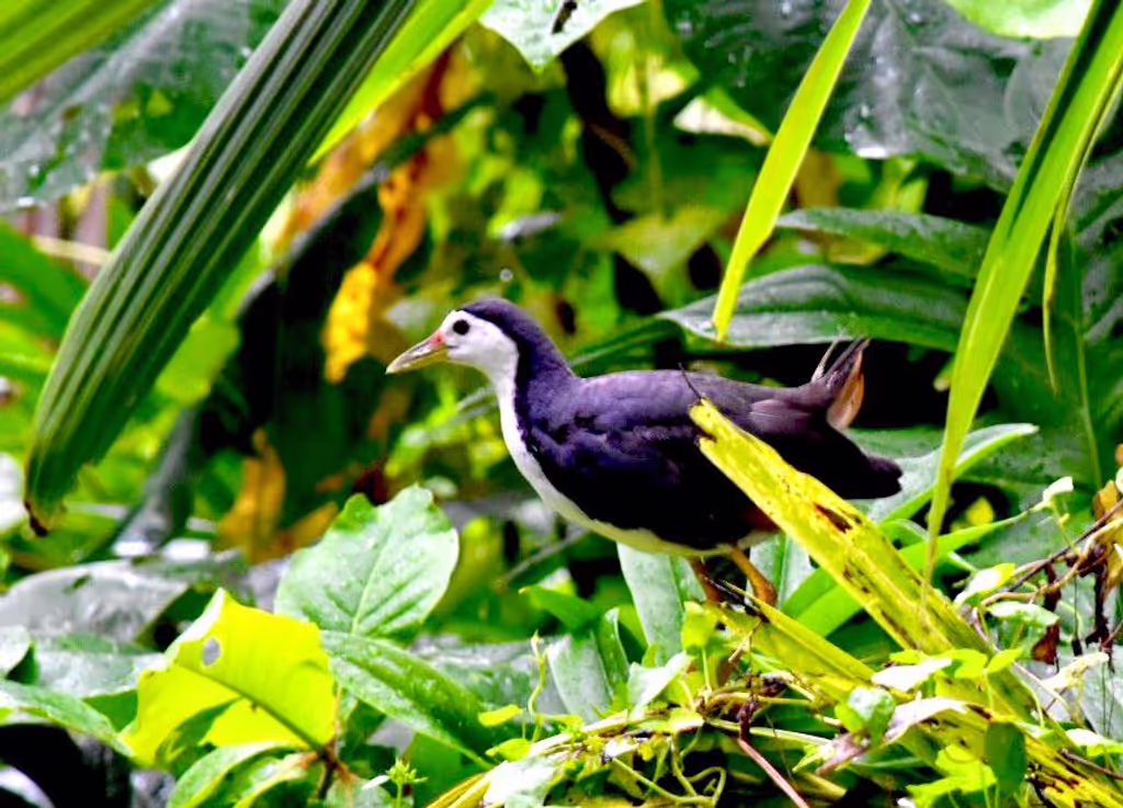 Mirissa Private Tour - White breasted waterhen 