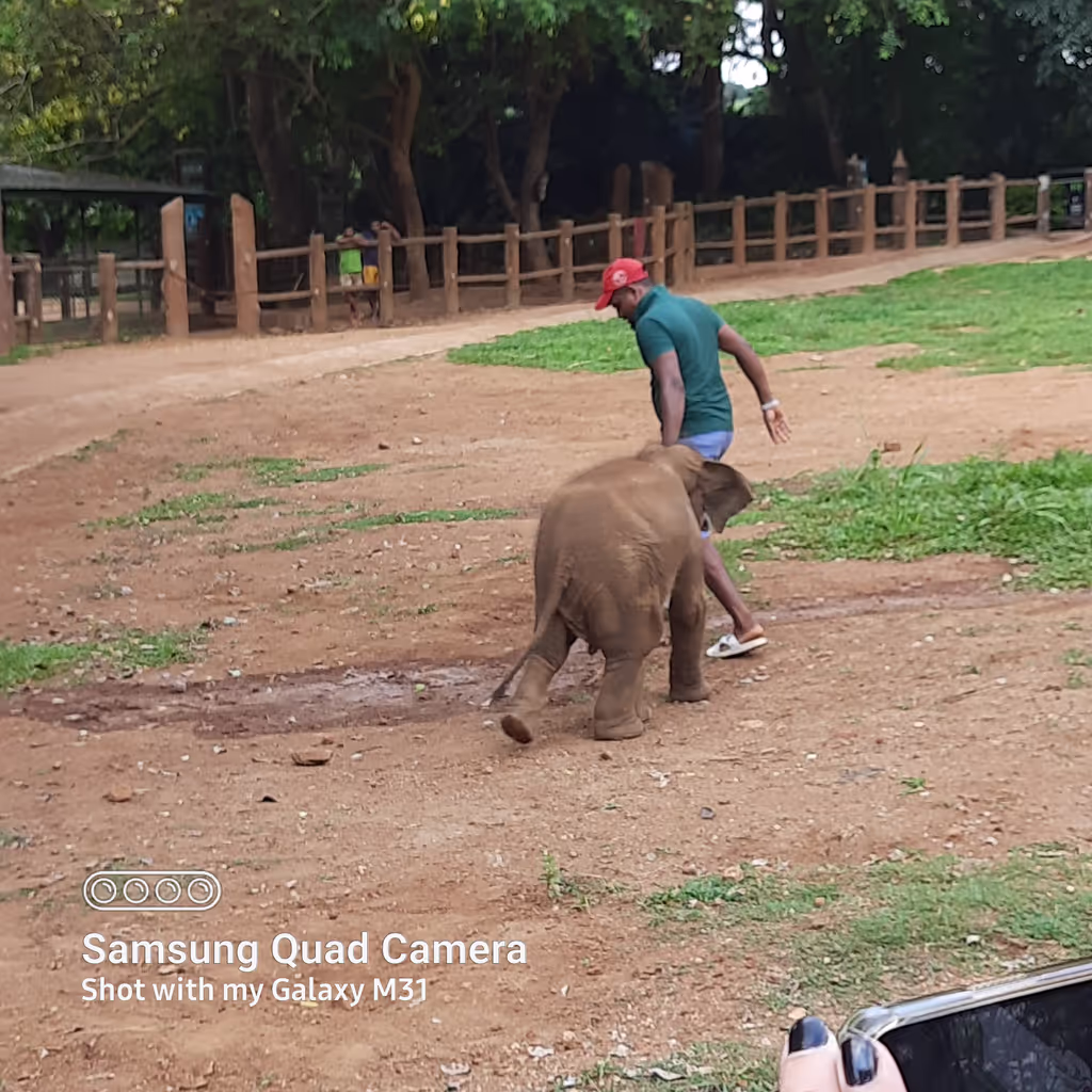 Mirissa Private Tour - Baby elephant 
