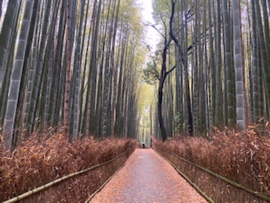 Kyoto Private Tour - null