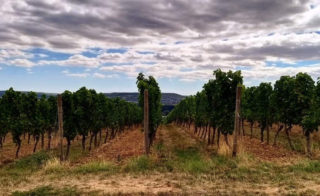 Alsace Private Tour - Discover beautiful vineyards.