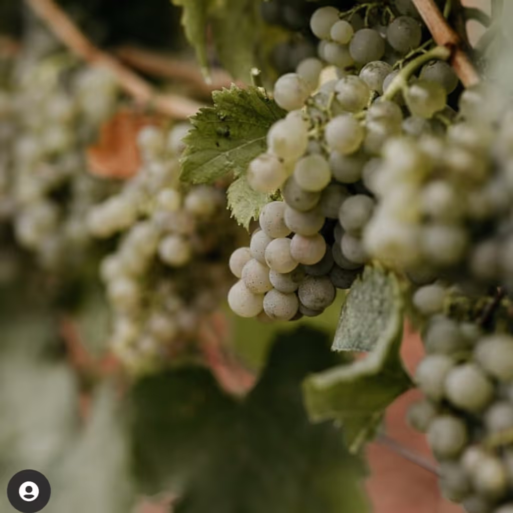 Alsace Private Tour - Taste grapes straight from the vine.