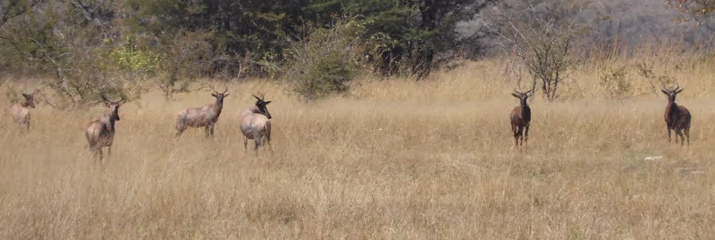 Livingstone Private Tour - You will see plenty wild animals