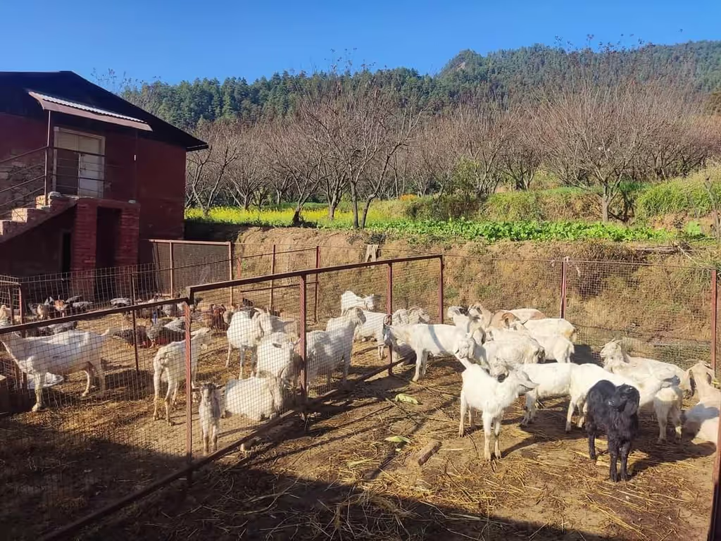 Bagmati Private Tour - Goat Farm