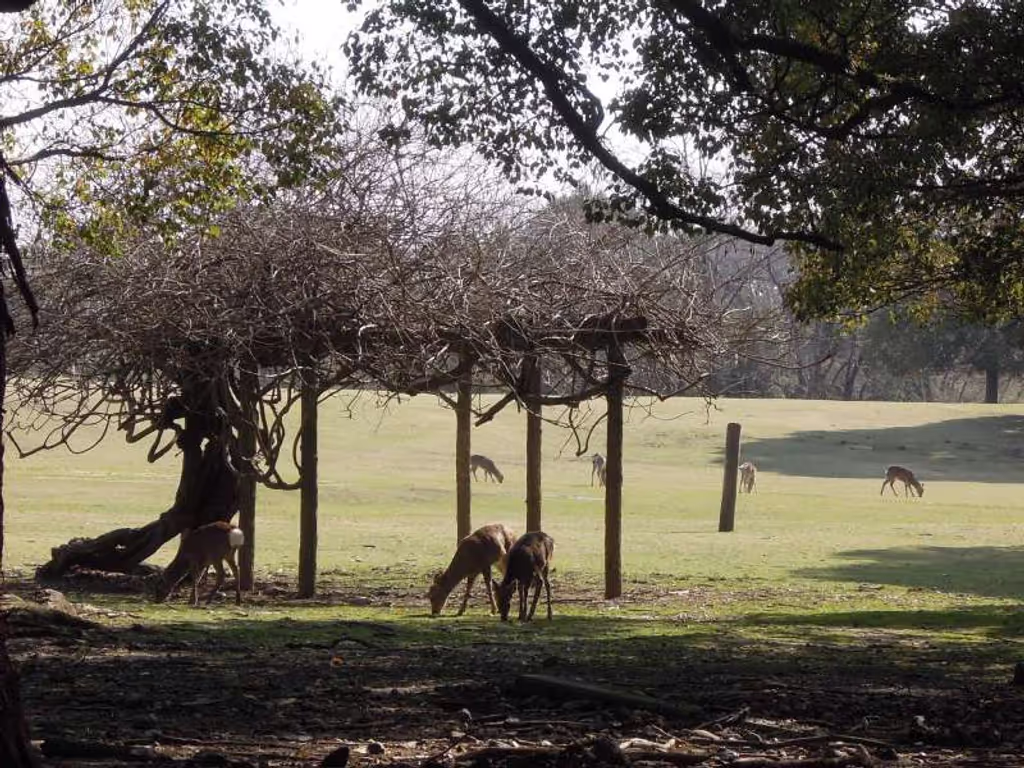 Nara Private Tour - At Nara Park