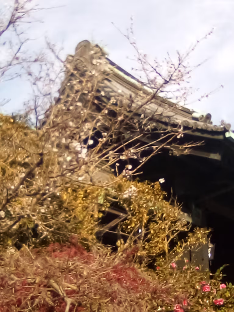 Tokyo Private Tour - Sakura at East Gardens