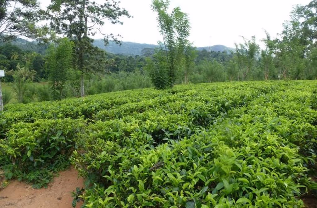 Colombo Private Tour - Tea plantations, Nuwara Eliyacave