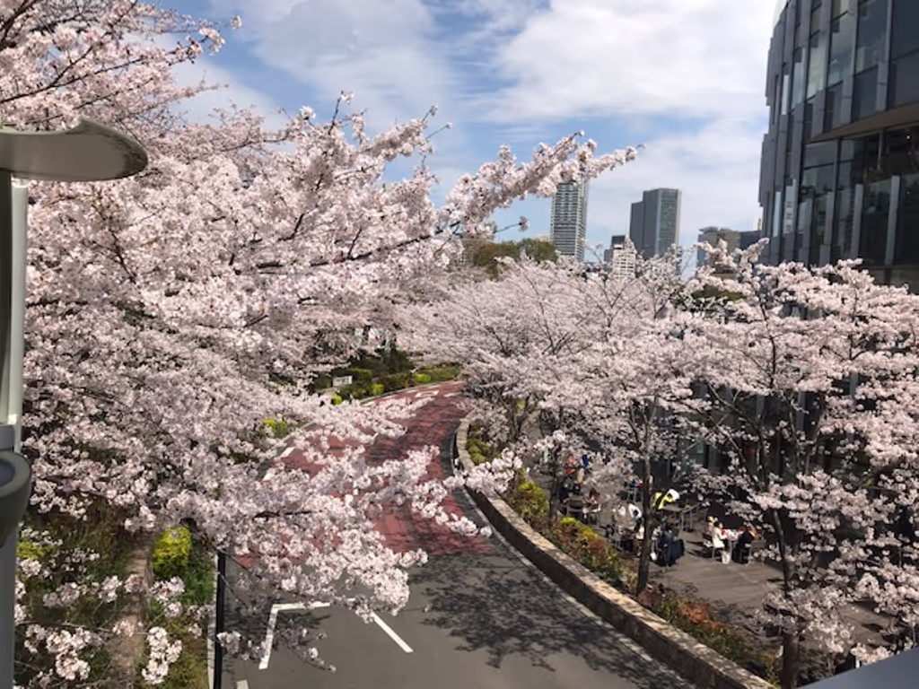 Tokyo Private Tour - Cherry Blossom in Full Bloom