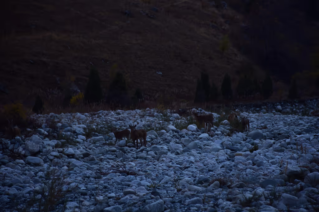 Bishkek Private Tour - Mountain goats in Ala-Archa National Park