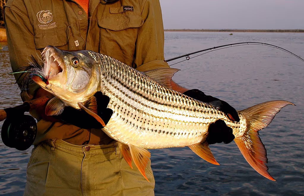 Livingstone Private Tour - Another big Tiger fish -