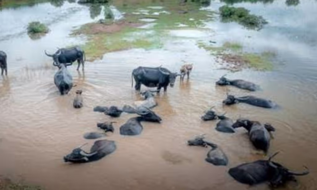 South Kalimantan Private Tour - Buffalo swamp 