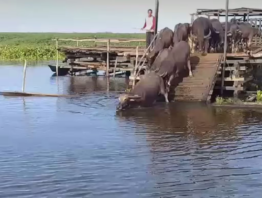 South Kalimantan Private Tour - Start to swim