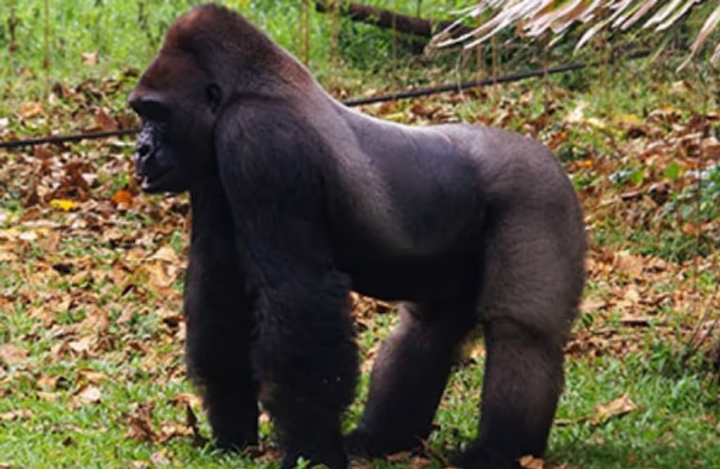 Jakarta Private Tour - woow.. we ha have gorilla too...this must be fun