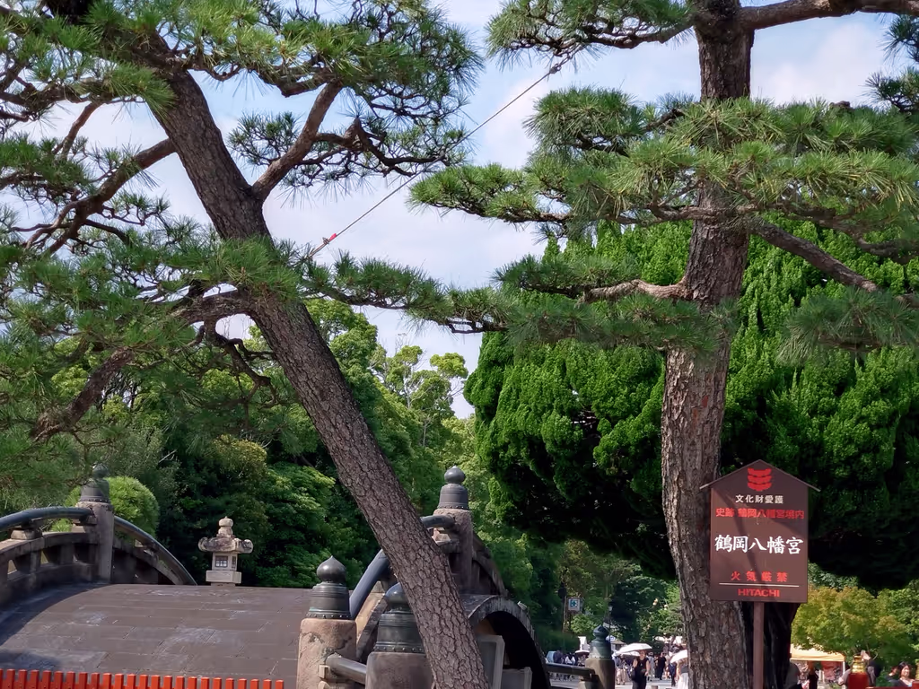 Tokyo Private Tour - Pine tree in Hachiman-gu shrine