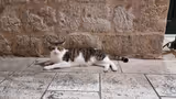 Dubrovnik Cats Tour - 3