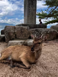 Full-day Hiroshima/Miyajima tour with Local certified guide - 2