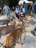 One Day Tour in the UNESCO World Heritage Site in Nara - 3