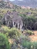 Full day Cape of Good Hope tour - 1