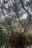 Northern Okinawa Nature Tour: ASMUI Spiritual Hikes, Cape Hedo & Local Culture - 3
