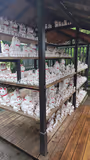 Harajuku: Between a frantic street & tranquil forest! - 2
