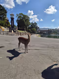 Exploring Nara, Nara Pref - 1
