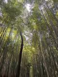Kyoto Highlights: Bamboo Grove & Ancient Temples (4-Hour Private Tour) - 2